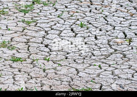De nouvelles pousses de plantes dans de la boue d'argile fissurée sèche dans le lit de lac séché causées par une sécheresse prolongée en été à des températures chaudes pendant la vague de chaleur Banque D'Images