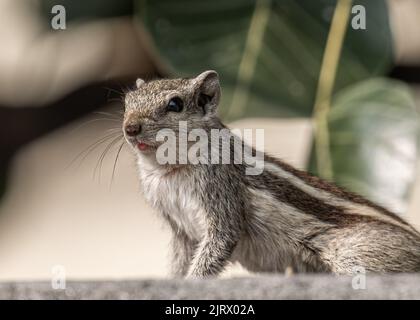 Un écureuil sur un mur avec mode d'alerte Banque D'Images