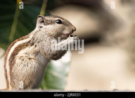 Un écureuil ayant de la nourriture tôt le matin sur un mur Banque D'Images