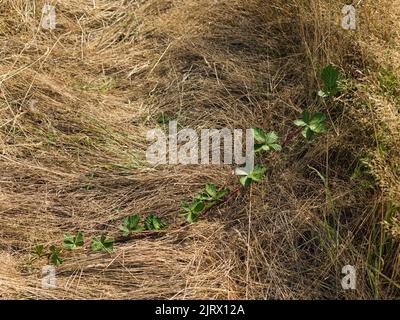 BlackBerry rampant sur le sol d'une prairie sèche. Banque D'Images