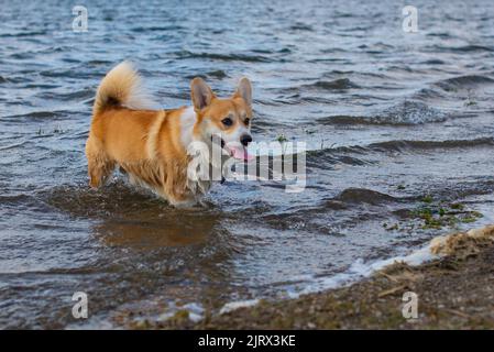 corgi royal de race de chien baignant dans la rivière Banque D'Images