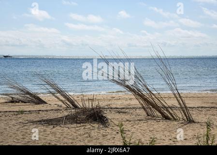 Texel, pays-Bas. Août 2022. Saules sur la plage pour empêcher le sable d'être dispersé. Photo de haute qualité Banque D'Images