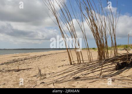 Texel, pays-Bas. Août 2022. Saules sur la plage pour empêcher le sable d'être dispersé. Photo de haute qualité Banque D'Images