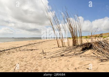 Texel, pays-Bas. Août 2022. Saules sur la plage pour empêcher le sable d'être dispersé. Photo de haute qualité Banque D'Images