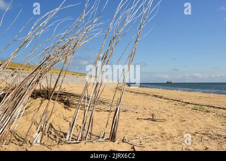 Texel, pays-Bas. Août 2022. Saules sur la plage pour empêcher le sable d'être dispersé. Photo de haute qualité Banque D'Images