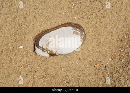 Texel, pays-Bas. Août 2022. Une coquille et des branches de saule sur la plage. Photo de haute qualité Banque D'Images