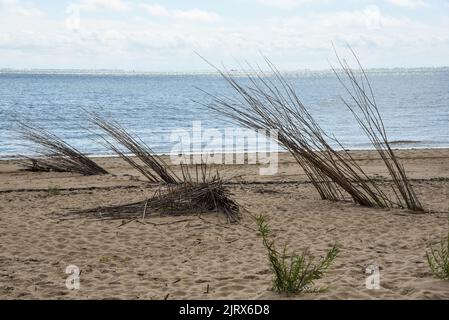 Texel, pays-Bas. Août 2022. Saules sur la plage pour empêcher le sable d'être dispersé. Photo de haute qualité Banque D'Images