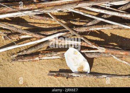 Texel, pays-Bas. Août 2022. Une coquille et des branches de saule sur la plage. Photo de haute qualité Banque D'Images