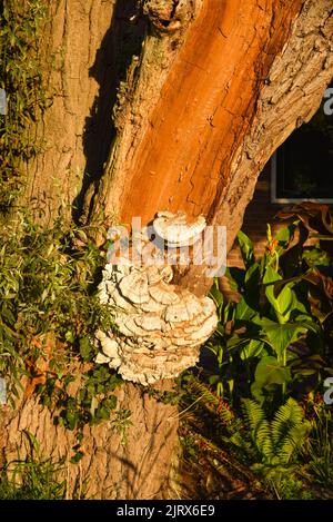 Callantsog, pays-Bas, octobre 2021. Laetiporus sulfureus est une espèce de champignon de la parenthèse qui pousse sur les arbres. Crabe des bois en gros plan. Photo de haute qualité Banque D'Images