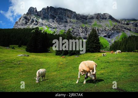 Magnifique paysage sur le sentier du lac Oeschinen (Oeschinensee) à Kandersteg, l'Oberland bernois, Suisse, qui fait partie du patrimoine mondial de l'UNESCO Banque D'Images