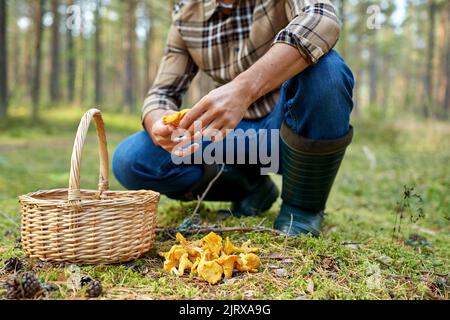 homme avec panier cueillant des champignons dans la forêt Banque D'Images