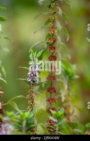 Plante médicinale leonurus cadriaca ou motherwort poussant dans le jardin en été Banque D'Images