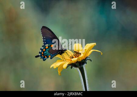 Papillon noir posé sur une fleur jaune Banque D'Images