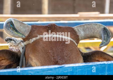 Vache à cornes à l'intérieur d'un corral à Rio de Janeiro, Brésil. Banque D'Images