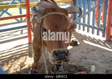 Vache à cornes à l'intérieur d'un corral à Rio de Janeiro, Brésil. Banque D'Images