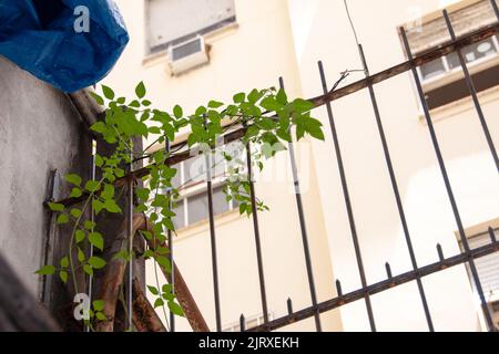 Plante connue sous le nom de Jasmine de Madagascar, très populaire à Rio de Janeiro au Brésil. Banque D'Images