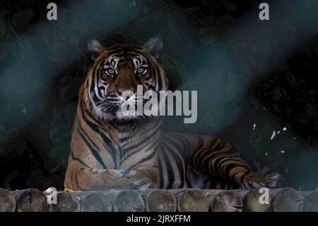 Tigre du Bengale en captivité regardant la lumière des étoiles dans la caméra regarder et attendre Banque D'Images