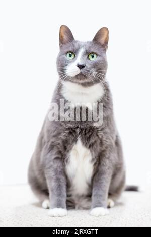 Un chat de shorthair gris et blanc en surpoids avec les yeux verts assis Banque D'Images