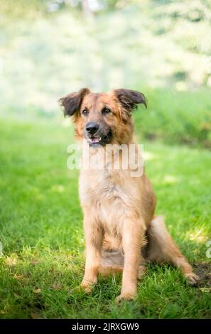 Un chien de race mixte de berger allemand assis à l'extérieur Banque D'Images