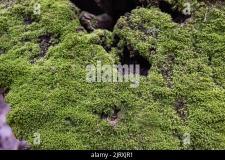 Vue de dessus de la souche d'arbre couverte de mousse dans une forêt sombre Banque D'Images