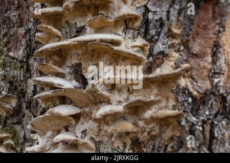 Gros champignon parasite qui pousse sur les troncs d'arbre. Le champignon de l'urine, le champignon du sabot, le conk de l'urine, le polypore de l'urine ou le champignon de l'homme de glace Banque D'Images