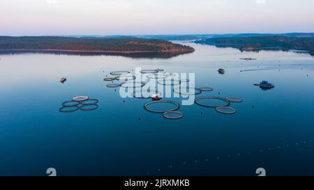 Vue aérienne d'une ferme piscicole au milieu d'un lac forestier calme à l'aube, élevage de truites Banque D'Images