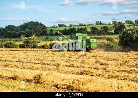 Ballynacarriga, West Cork, Irlande. 26th août 2022. Par temps ensoleillé, Denis Duggan, de Duggan Agri Contractors, récolte de l'orge à l'aide d'une moissonneuse-batteuse John Deere 1177 1992, avec une moyenne de 3,3/t par acre à une teneur en humidité de 17 %. Crédit : AG News/Alay Live News Banque D'Images