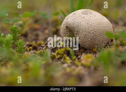 petits champignons bovista Banque D'Images