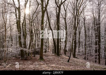 Paysage de forêt d'hiver tranquille avec des arbres glacés pittoresques dans une belle lumière, près de Golmbach, Rühler Schweiz, Weser Uplands, Allemagne Banque D'Images