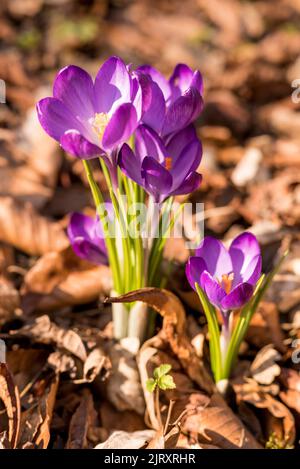 Belle photo en gros plan d'un crocus à fleurs violettes dans une forêt au printemps, en Allemagne Banque D'Images