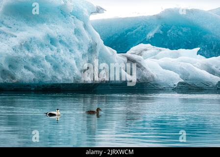 Deux canards de l'eider commun (Somateria mollissima) nageant parmi les icebergs puissants qui flottent dans la lagune de glacier de Jökulsárlón, en Islande Banque D'Images