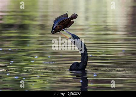 Anhinga (Anhinga anhinga) pêchant dans les eaux de la rivière Tortuguero et ayant pêché un poisson, parc national de Tortuguero, Costa Rica Banque D'Images