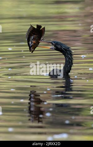 Anhinga (Anhinga anhinga) pêchant dans les eaux de la rivière Tortuguero et ayant pêché un poisson, parc national de Tortuguero, Costa Rica Banque D'Images