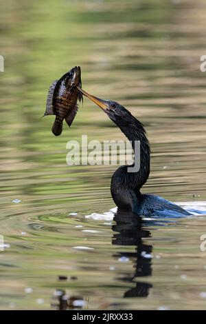 Anhinga (Anhinga anhinga) pêchant dans les eaux de la rivière Tortuguero et ayant pêché un poisson, parc national de Tortuguero, Costa Rica Banque D'Images