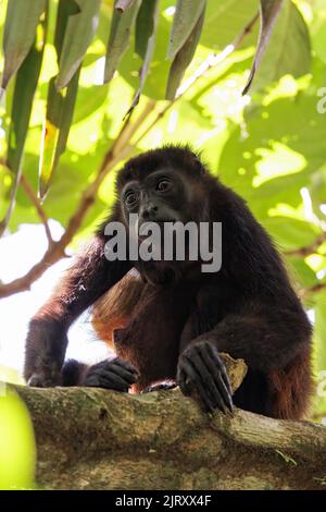 Singe hurleur (simia belzebul) reposant sur une branche du parc national de Tortuguero, au Costa Rica Banque D'Images