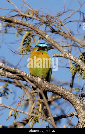 Motte de leçon (Momotus lessonii) perçant sur une branche devant un fond bleu ciel, Costa Rica Banque D'Images