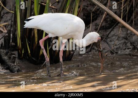 Ibis blanc américain (Eudocimus albus) à pied et à la recherche de nourriture dans le sable de la rivière Tortuguero, parc national de Tortuguero, Costa Rica Banque D'Images