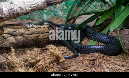 Forêt Cobra (Naja melanoleuca), communément appelé Cobra noir. Vu au Biopark Zoo, Albuquerque, Nouveau-Mexique, États-Unis. Banque D'Images