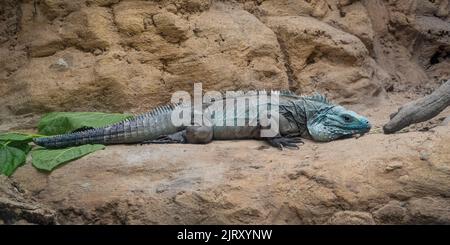 Blue Iguana (Cymura lewisi), alias Grand Cayman Ground Iguana, Grand Cayman Blue Iguana. Vu au Biopark Zoo, Albuquerque, Nouveau-Mexique, États-Unis. Banque D'Images