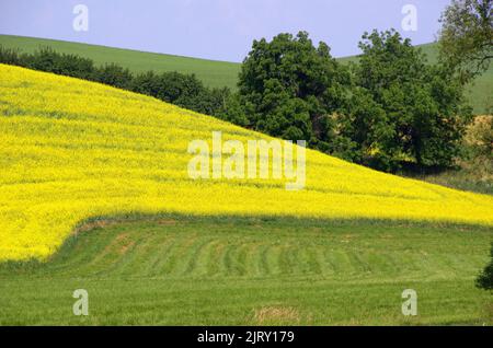 Paysage agricole de la Palouse Prairie dans l'État de Washington Banque D'Images