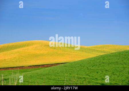 Paysage agricole de la Palouse Prairie dans l'État de Washington Banque D'Images