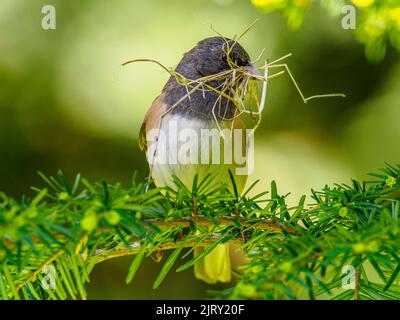 Un Junco à l'œil foncé (Junco hyemalis) avec un bec plein d'herbe pour la construction d'un nid Banque D'Images