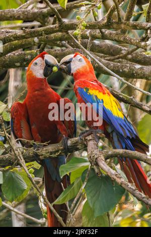 Couple d'aras de scarlet (Ara macao) en train de percher et de manger sur une branche de Playa Blanca près de Puerto Jimenez, péninsule d'Osa, Costa Rica Banque D'Images