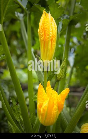 Un gros plan de fleurs jaunes d'une plante de courgettes dans l'Idaho. Banque D'Images