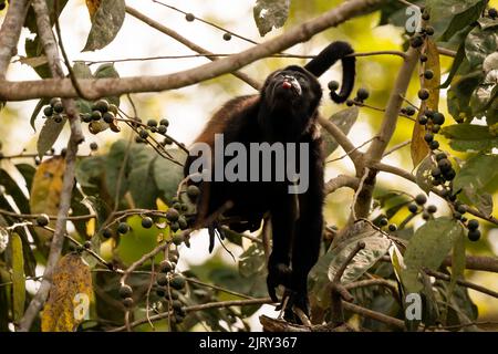 Singe araignée (Simia paniscus) perçant sur des branches dans la forêt tropicale du parc national du Corcovado pendant une journée ensoleillée, au Costa Rica Banque D'Images