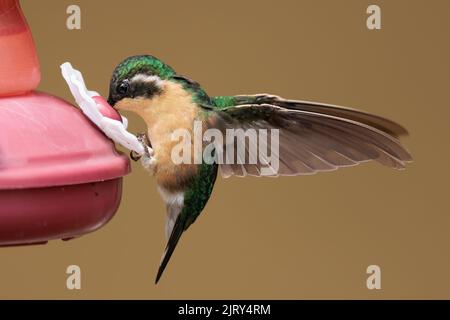 Femelle à queue grise, joyau de montagne à gorge blanche (Lampornis castaneoventris) mangeant à partir d'un mangeoire dans le pavillon Trogon, près de San Gerardo de Dota, Costa Rica Banque D'Images