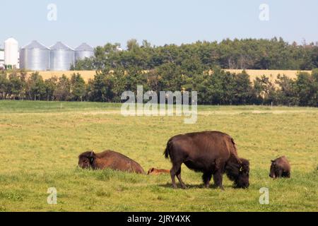 Bisons paître dans un ranch situé dans le centre de l'Alberta, au Canada Banque D'Images