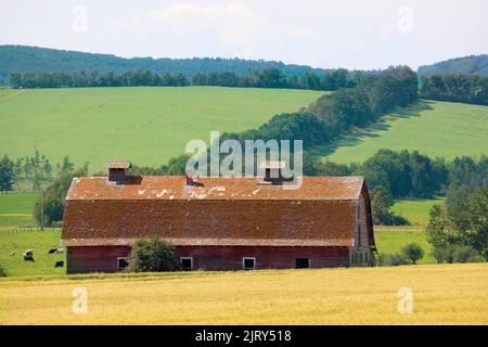 Ancienne grange dans un paysage agricole rural avec des champs de ferme séparés par des arbres dans des brise-vent. Centre de l'Alberta, Canada Banque D'Images