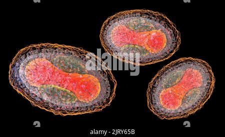Virus de la maladie de Moluscum contagiosum, illustration Banque D'Images