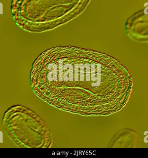 Particules du virus de la variole du singe, illustration Banque D'Images